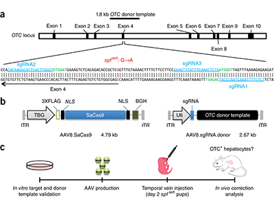 AAV.CRISPR-SaCas9