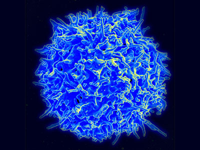 Healthy Human T Cell