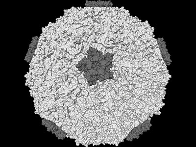 Human Rhinovirus