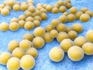 Staphylococcus