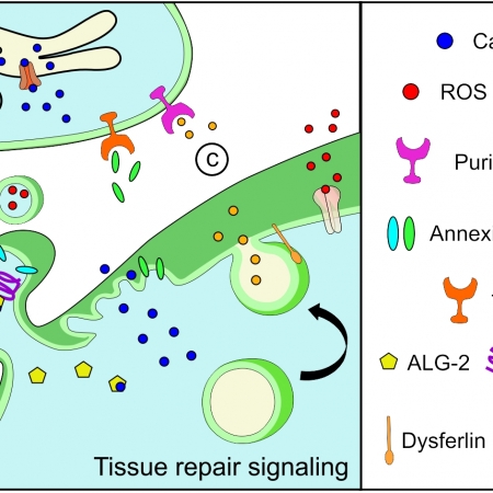 Understanding individual and collective mechanisms behind cell membrane ...