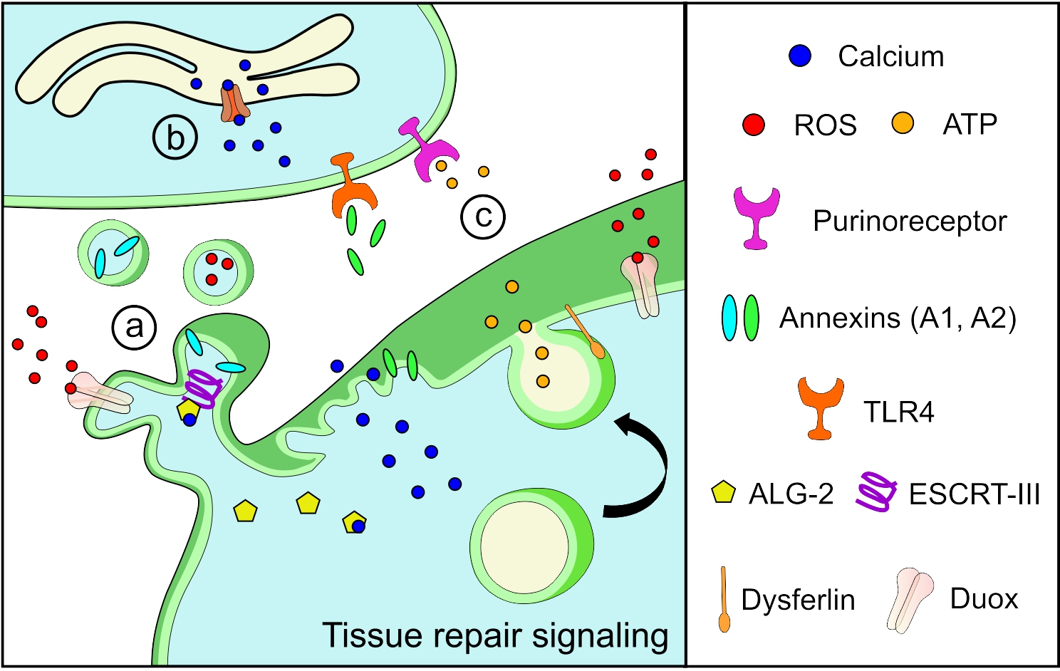 Understanding individual and collective mechanisms behind cell membrane