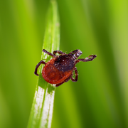 Deer tick