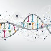DNA moleucle