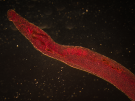 schistosome blood fluke