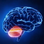 illustration of brain showing cerebellum