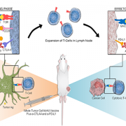 ID-KD vaccine induced T-cell cytotoxicity