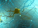 neuron on teal background