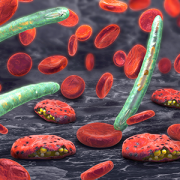 3d illustration of blood cells, plasmodium causing malaria disease