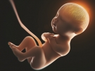fetus in utero