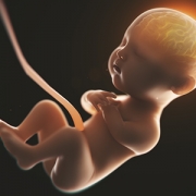 fetus in utero