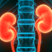 colored x-ray showing kidneys and spine