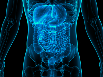 Human Digestive System Anatomy