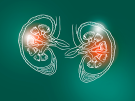 Handrawn illustration of human Kidneys