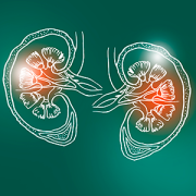 Handrawn illustration of human Kidneys