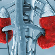 red and grey kidney illustration