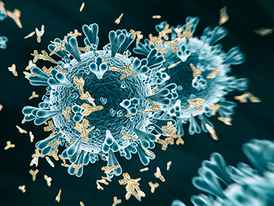 antibodies binding to coronavirus