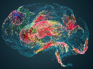 illustration of a brain's neural activity