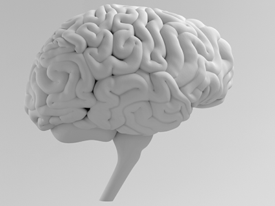 model of the brain