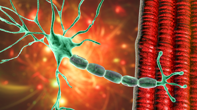 Motor neuron connecting to muscle fiber