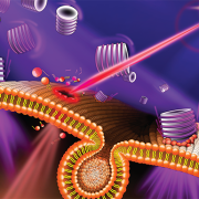 illustration of laser damaging the plasma membrane