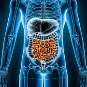 illustration of the gastrointestinal tract