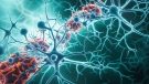 illustration of neurons