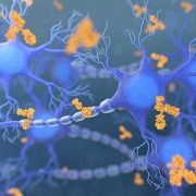 illustration of antibodies attacking neurons