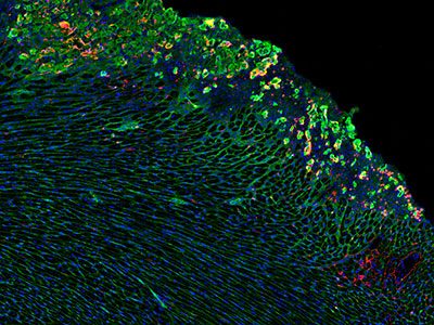 Histological image of the heart.