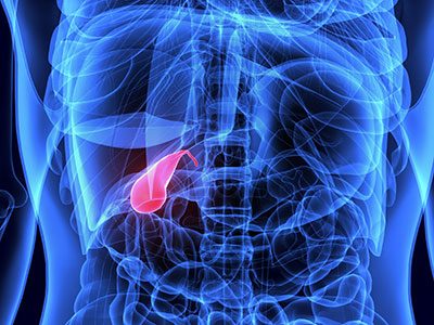 illustration of a bile duct