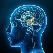 illustration of the hippocampus