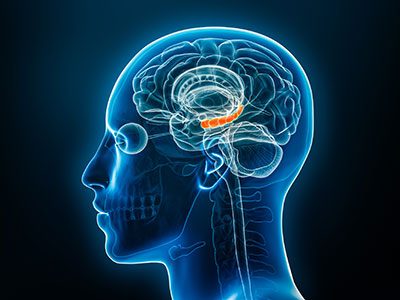 illustration of the hippocampus