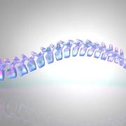 3D illustration of human spine