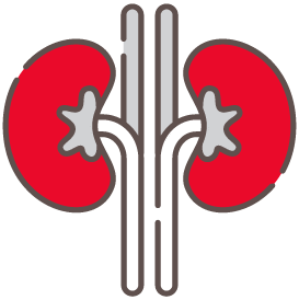 Kidney illustration