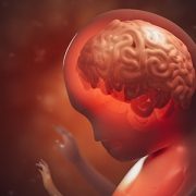 illustration of baby in utero