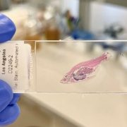 zebrafish slide