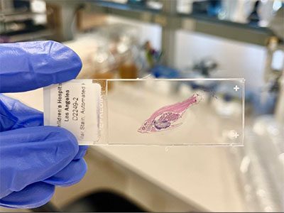 zebrafish slide