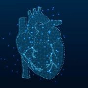 illustration of a heart